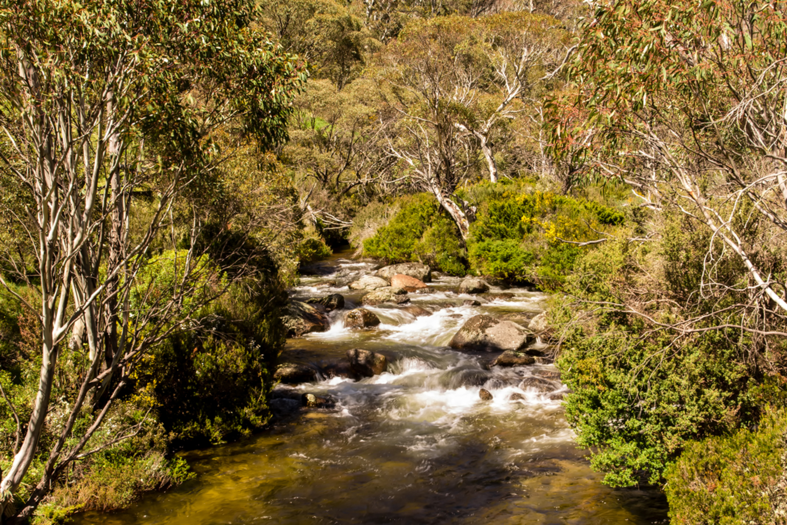 An image depicting the trail Thredbo River Track and its surrounding area.