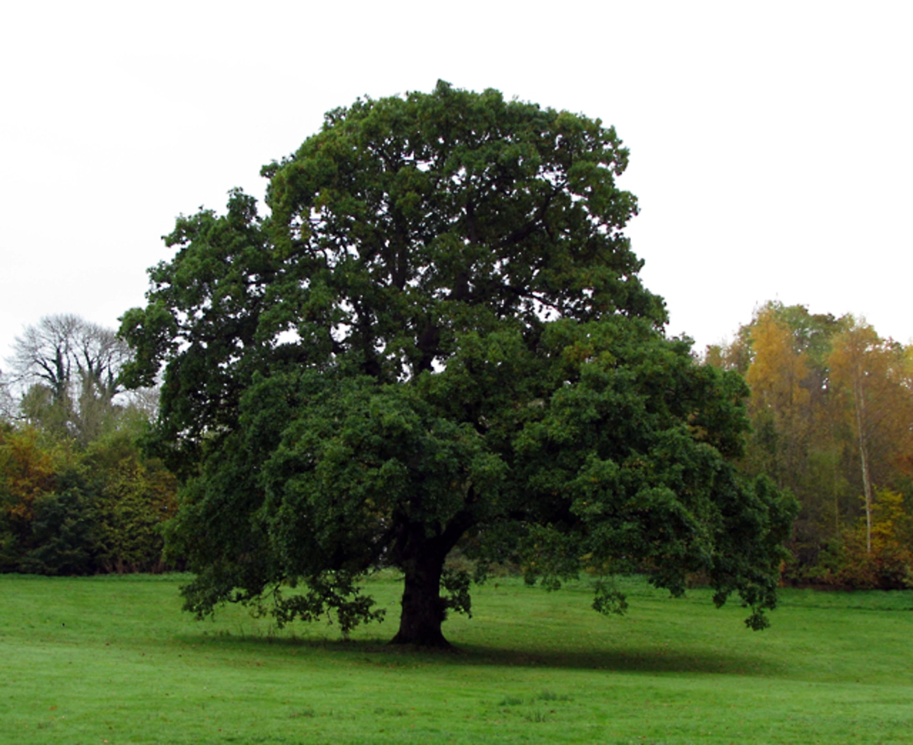 An image depicting the trail Barnett Demesne and its surrounding area.