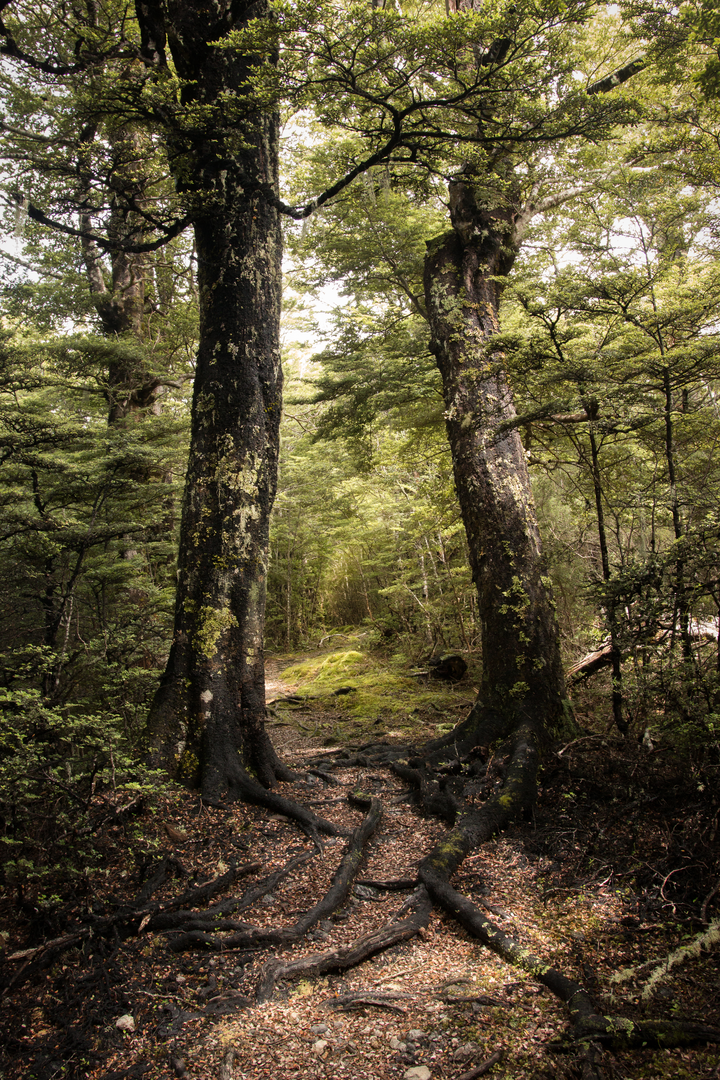 An image depicting the trail Wooded Gully Loop Walk - Forest Loop and its surrounding area.