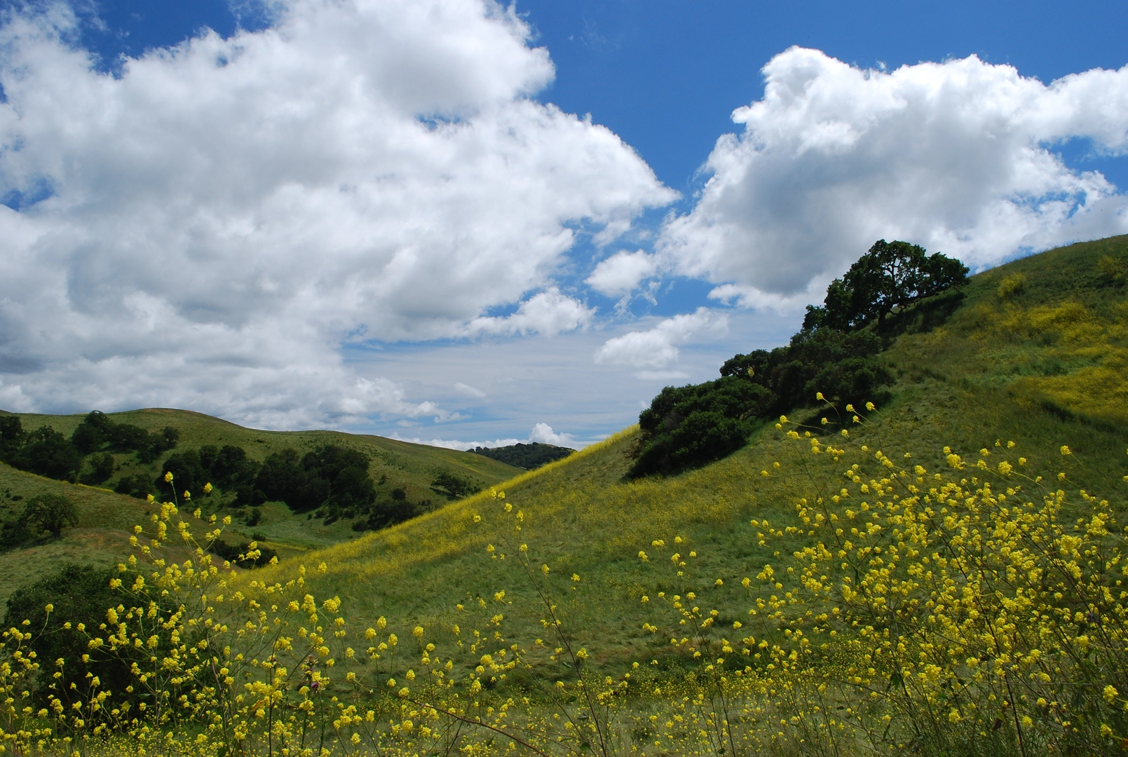 An image depicting the trail Two Peakd Trail, Warep Trail and Chorus Frog Trail and its surrounding area.
