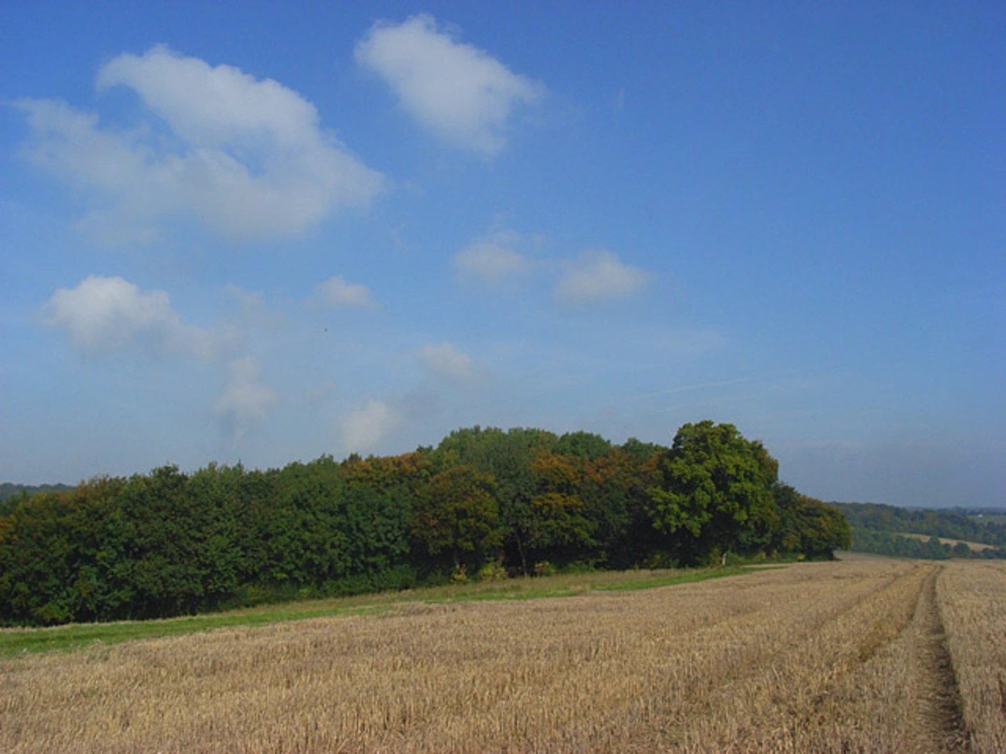 An image depicting the trail Cadmoor Wood, Jubilee Plantation and Ridge Wood Loop and its surrounding area.