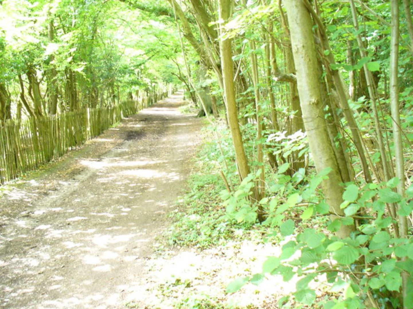 An image depicting the trail Cherkley Wood Loop and its surrounding area.