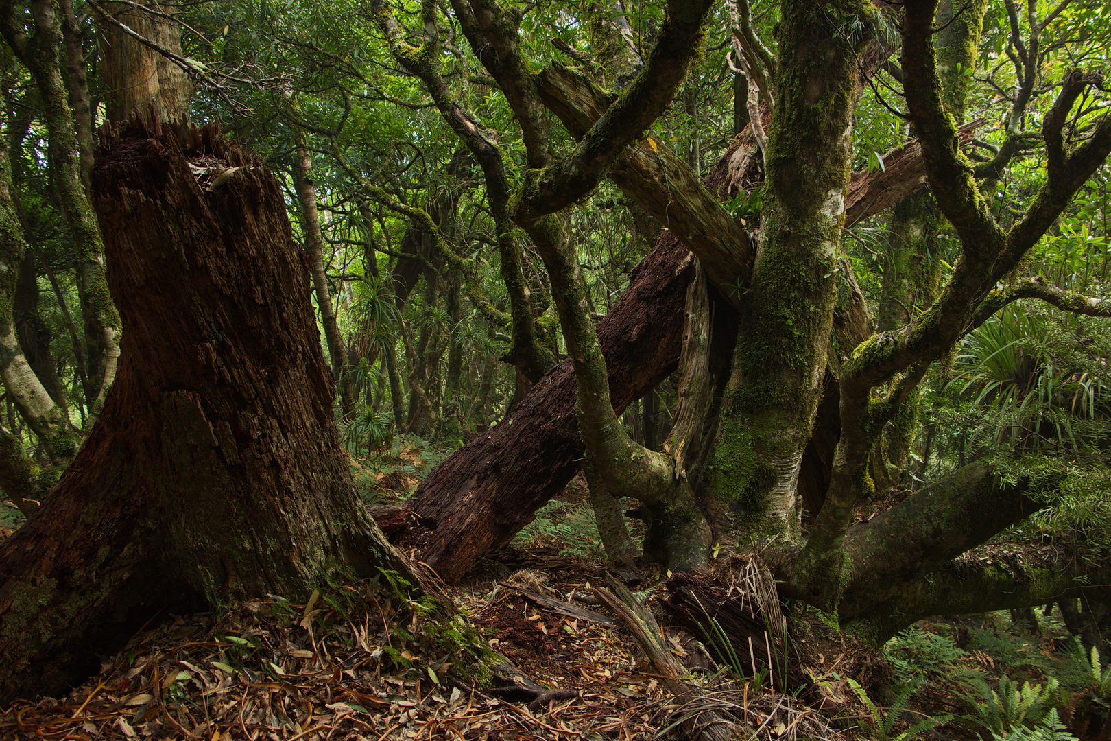An image depicting the trail Ngamoko and Tawa Loop Track and its surrounding area.
