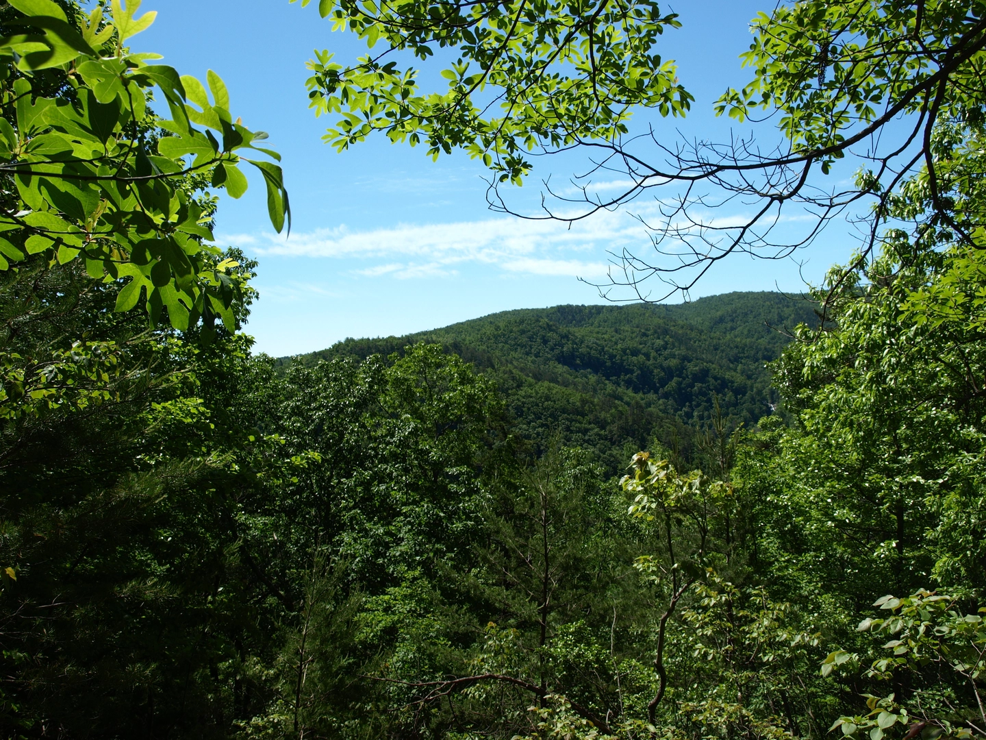 An image depicting the trail Jacob Fork Rim Trail and its surrounding area.