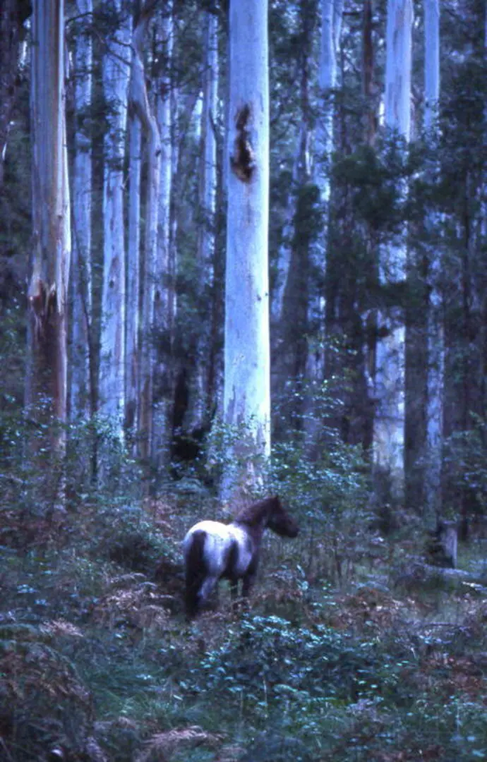 An image depicting the trail Georges River - Ridge Track and its surrounding area.