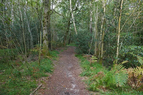 Finchampstead Ridges Loop
