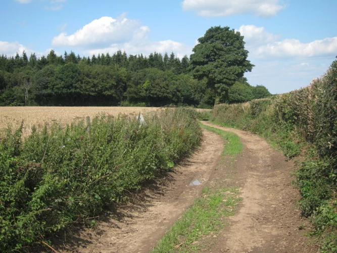 Godden Wood, Martin's Wood and Knole Park via Duchess Walk