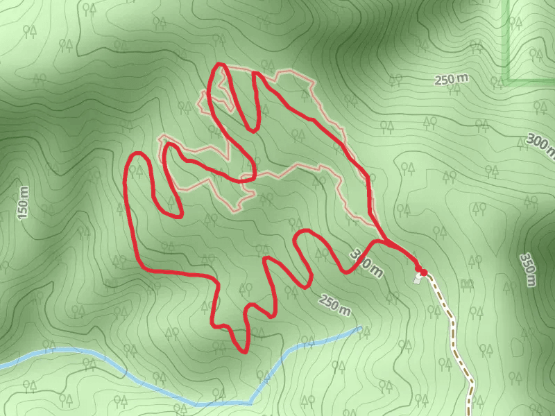 Oregon Redwoods - Hiking Loop Trail