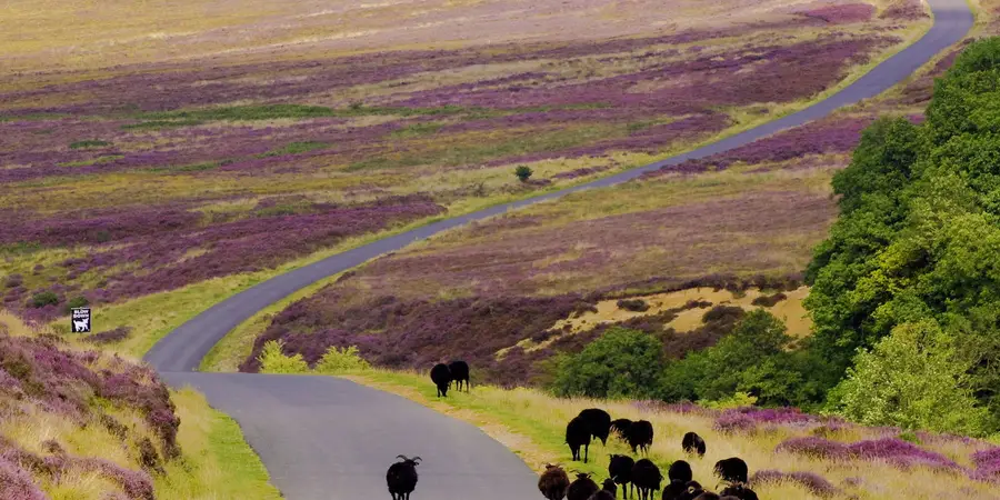 Spaunton Moor from Chimney Bank