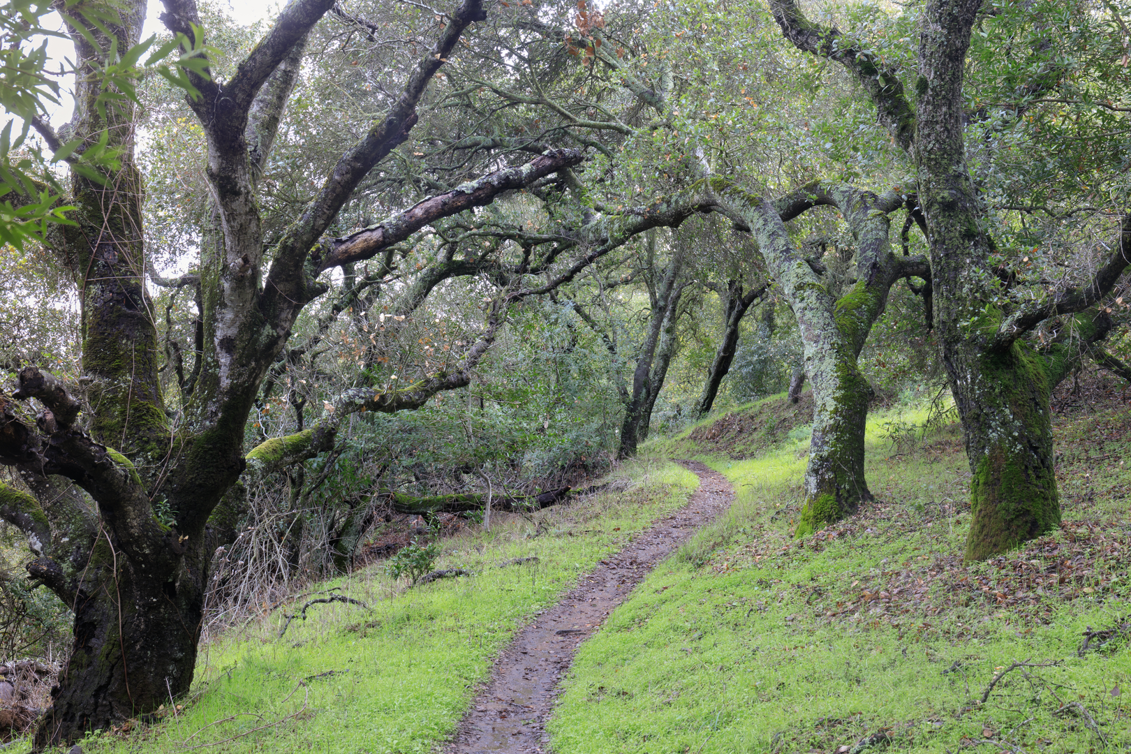 An image depicting the trail Hacienda, Randol and Deep Gulch Loop Trail and its surrounding area.