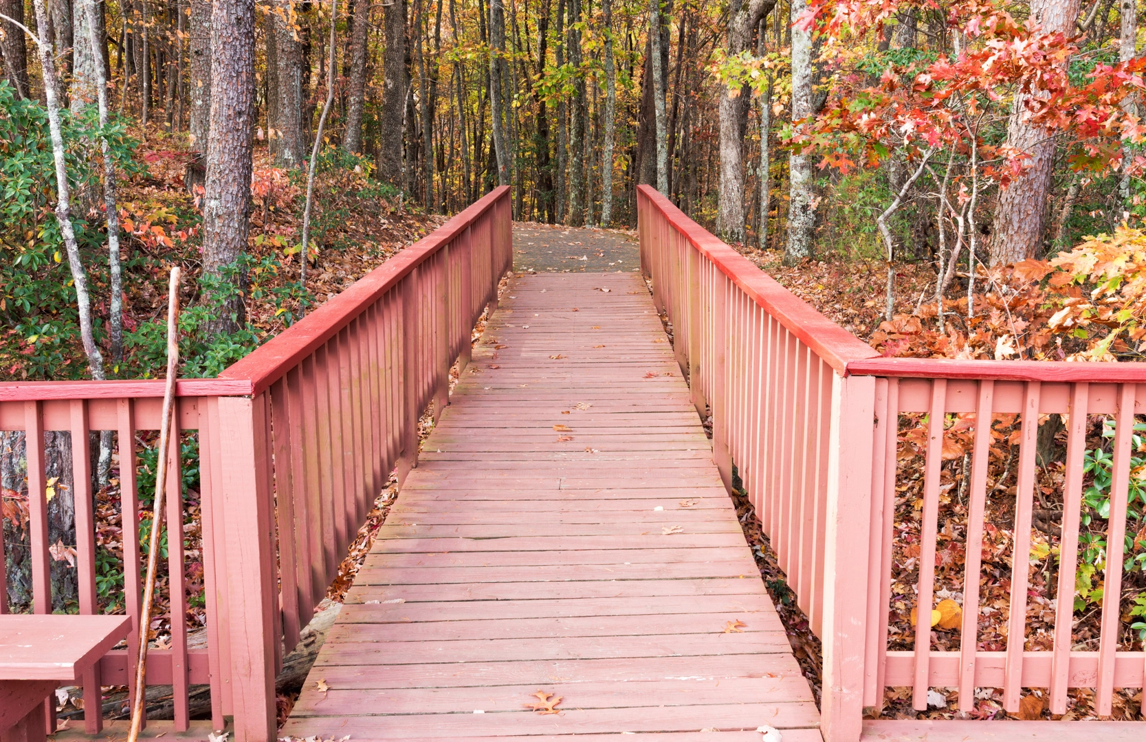 An image depicting the trail Jacks River to Cowpen Mountain and its surrounding area.