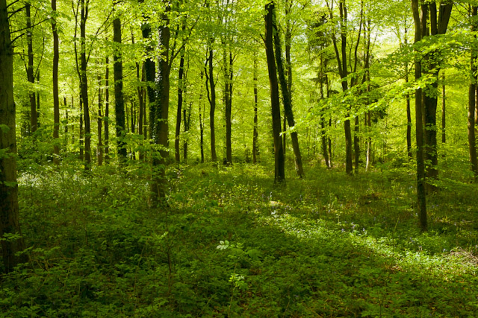An image depicting the trail Droxford Down Loop and its surrounding area.
