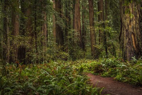 Bigfoot Trail