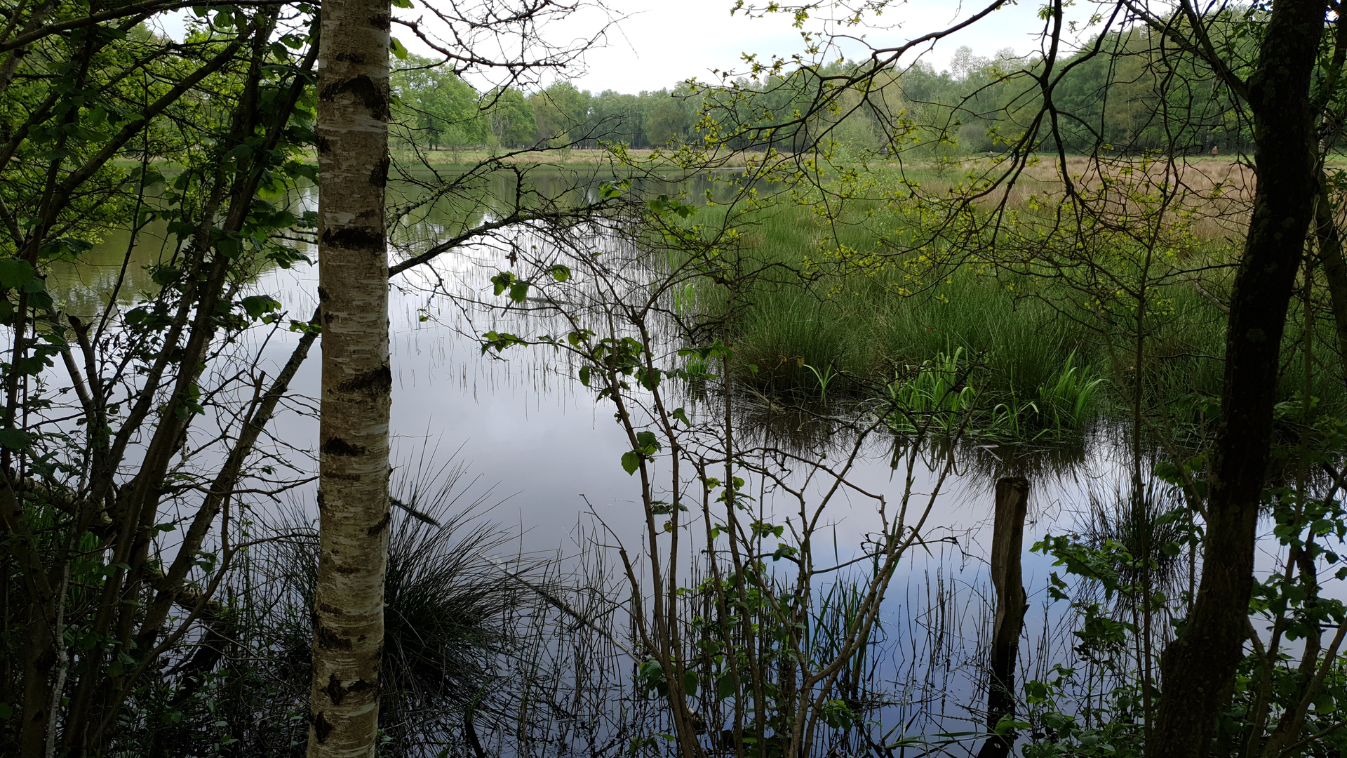 An image depicting the trail De Braam and Witte Veen Loop and its surrounding area.