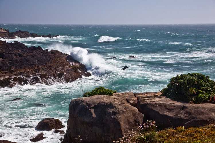Pygmy Forest and Stump Beach Trail Loop