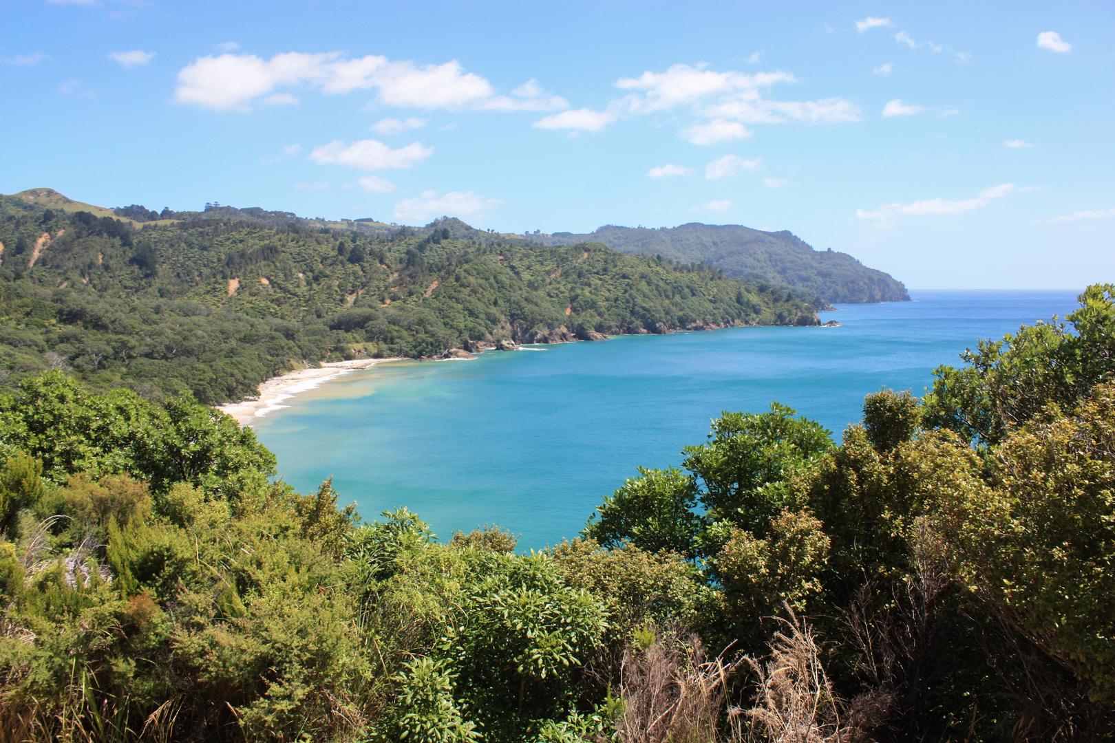 An image depicting the trail Orokawa Bay Track and its surrounding area.