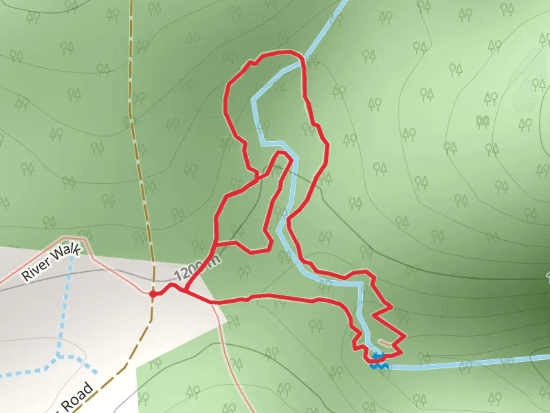 Antarctic Beech Forest Track