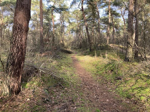 Neerkantse Bossen Loop