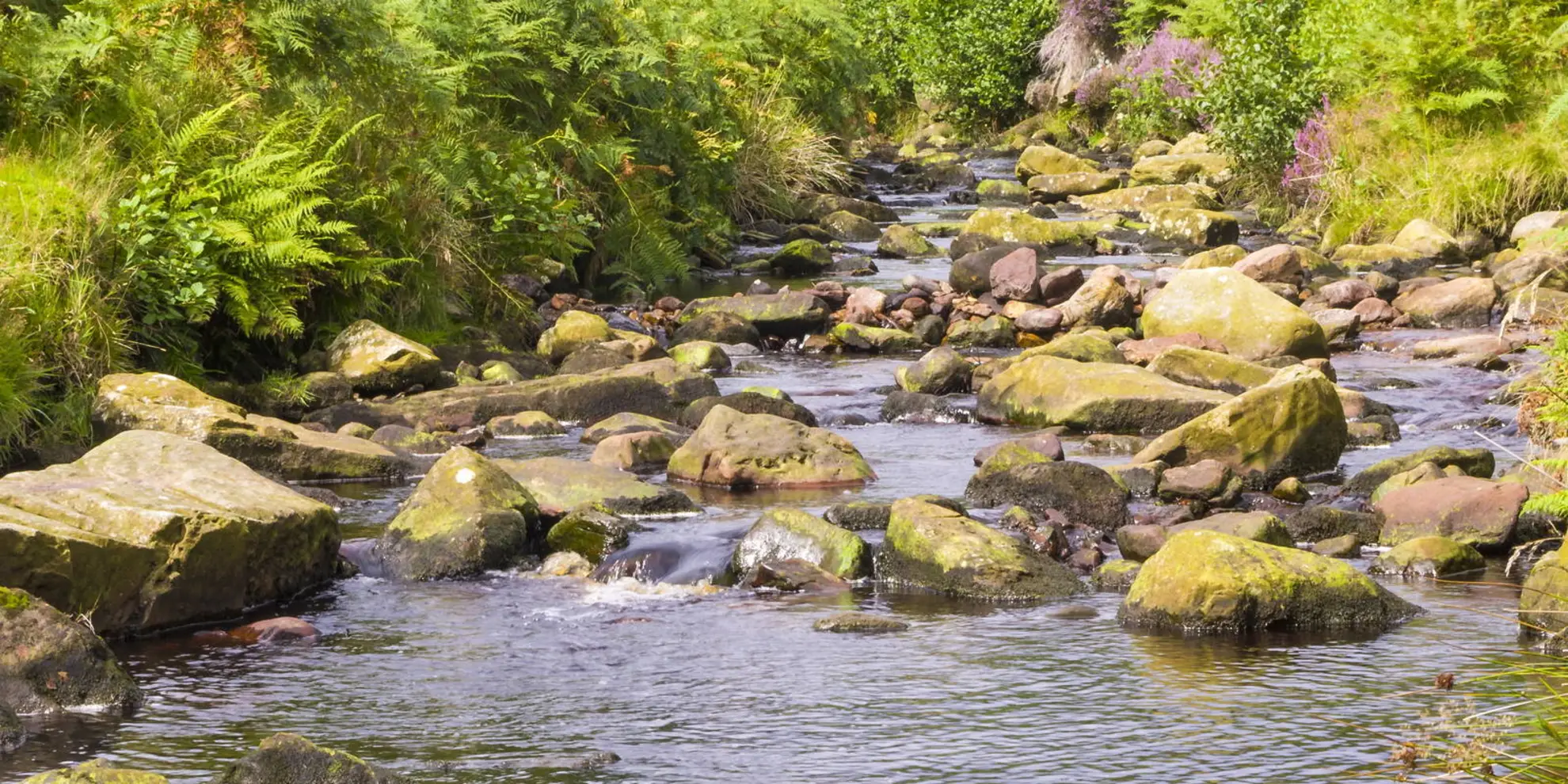An image depicting the trail Wheeldale Moor Circular and its surrounding area.