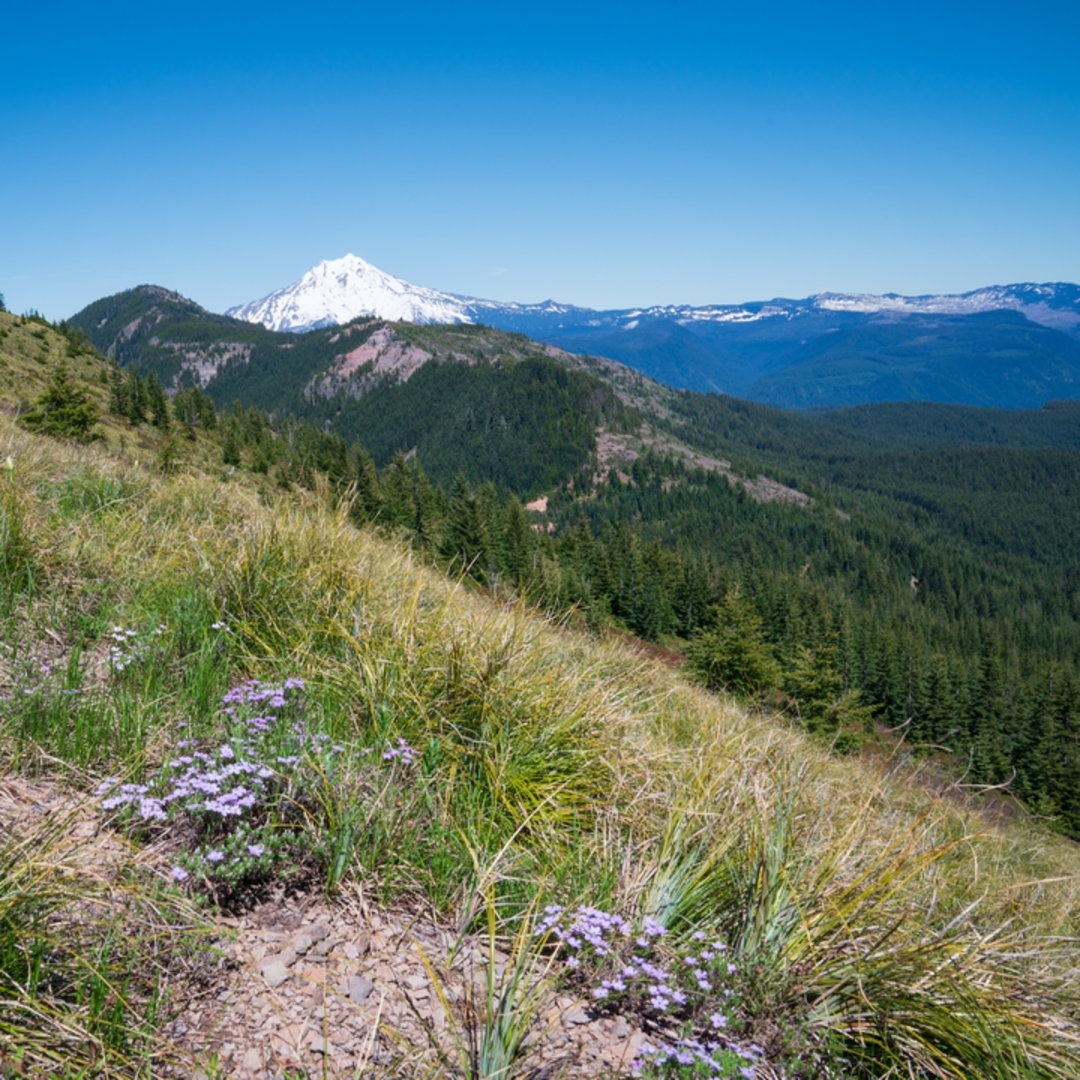 An image depicting the trail Minto Mountain Trail and its surrounding area.