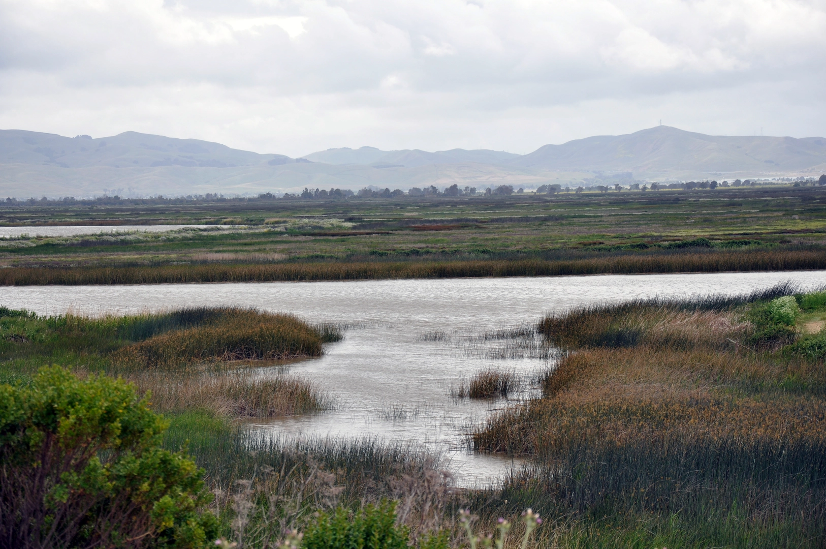 An image depicting the trail Suisun Hill Loop and its surrounding area.