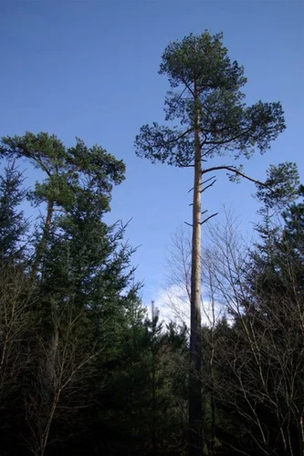 Wykeham Forest Loop - Wrench Green