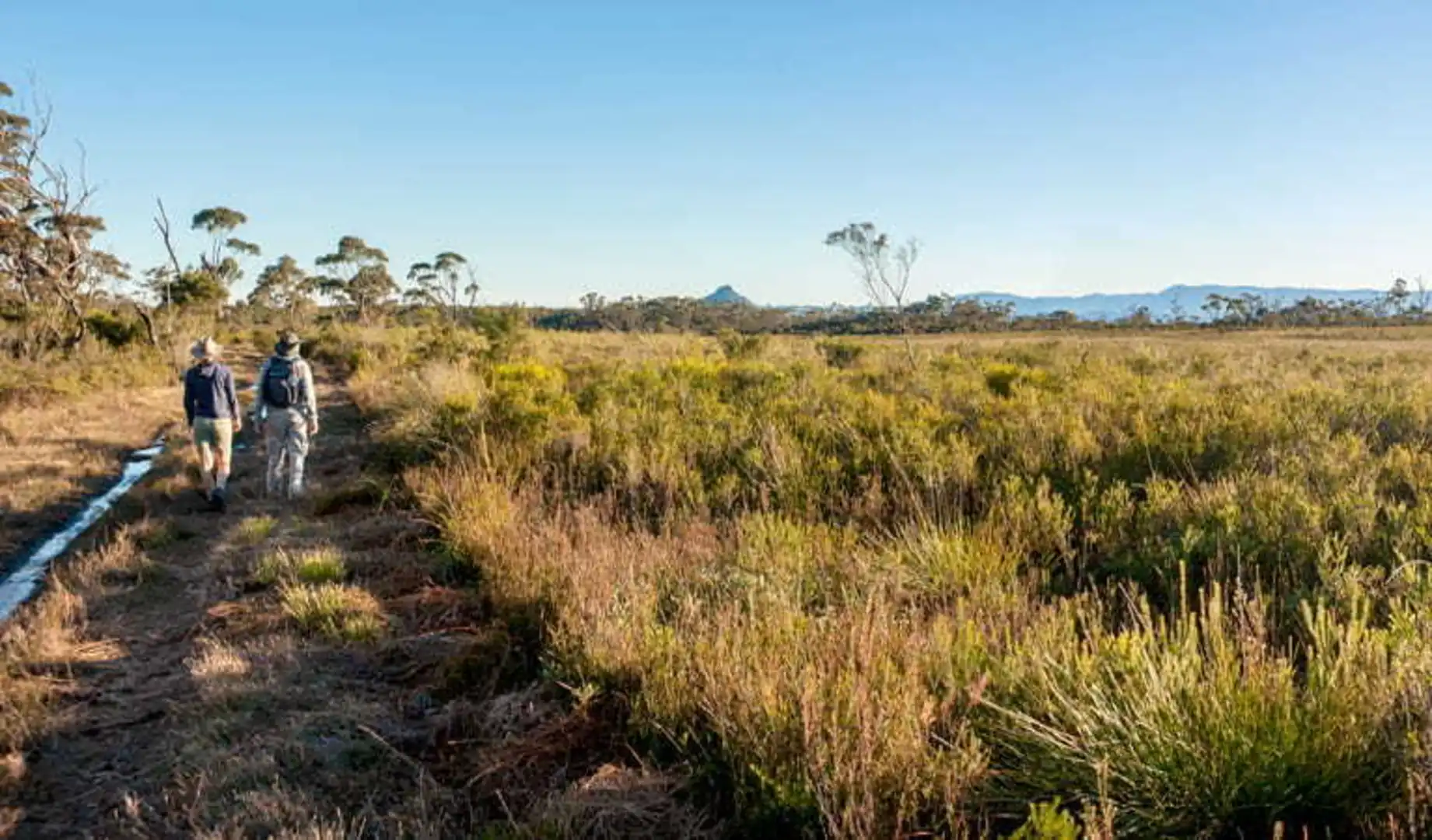 An image depicting the trail Little Forest Track and its surrounding area.