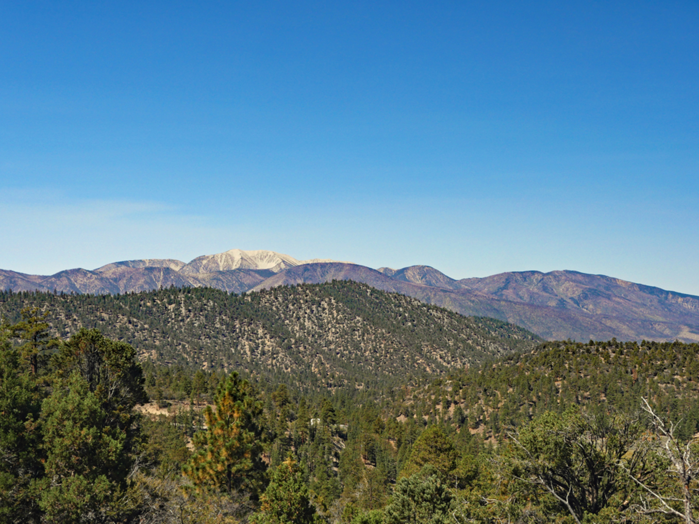 An image depicting the trail Forsee Creek Trail to San Bernardino Peak and its surrounding area.