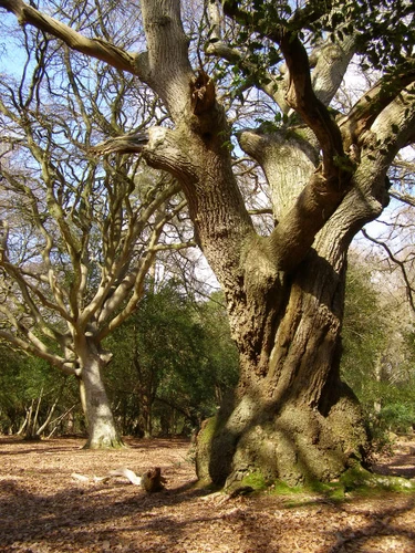 Hincheslea Wood