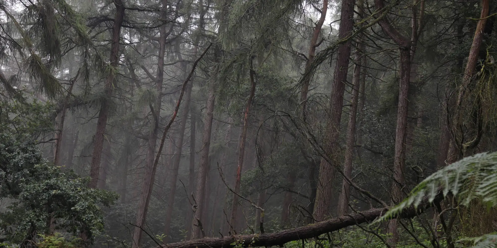 An image depicting the trail Hawk's Nest - Goldstitch Moss and Lud's Church and its surrounding area.