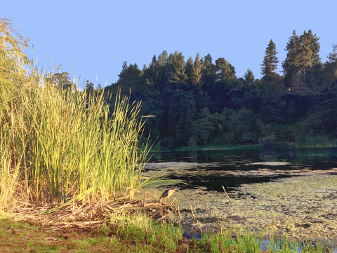 East Shore and West Shore Trail