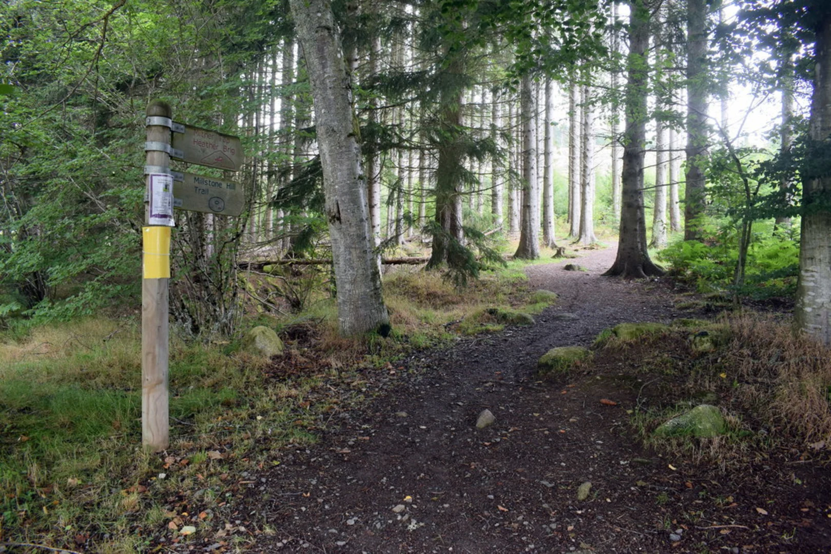 An image depicting the trail Millstone Hill Loop Trail and its surrounding area.
