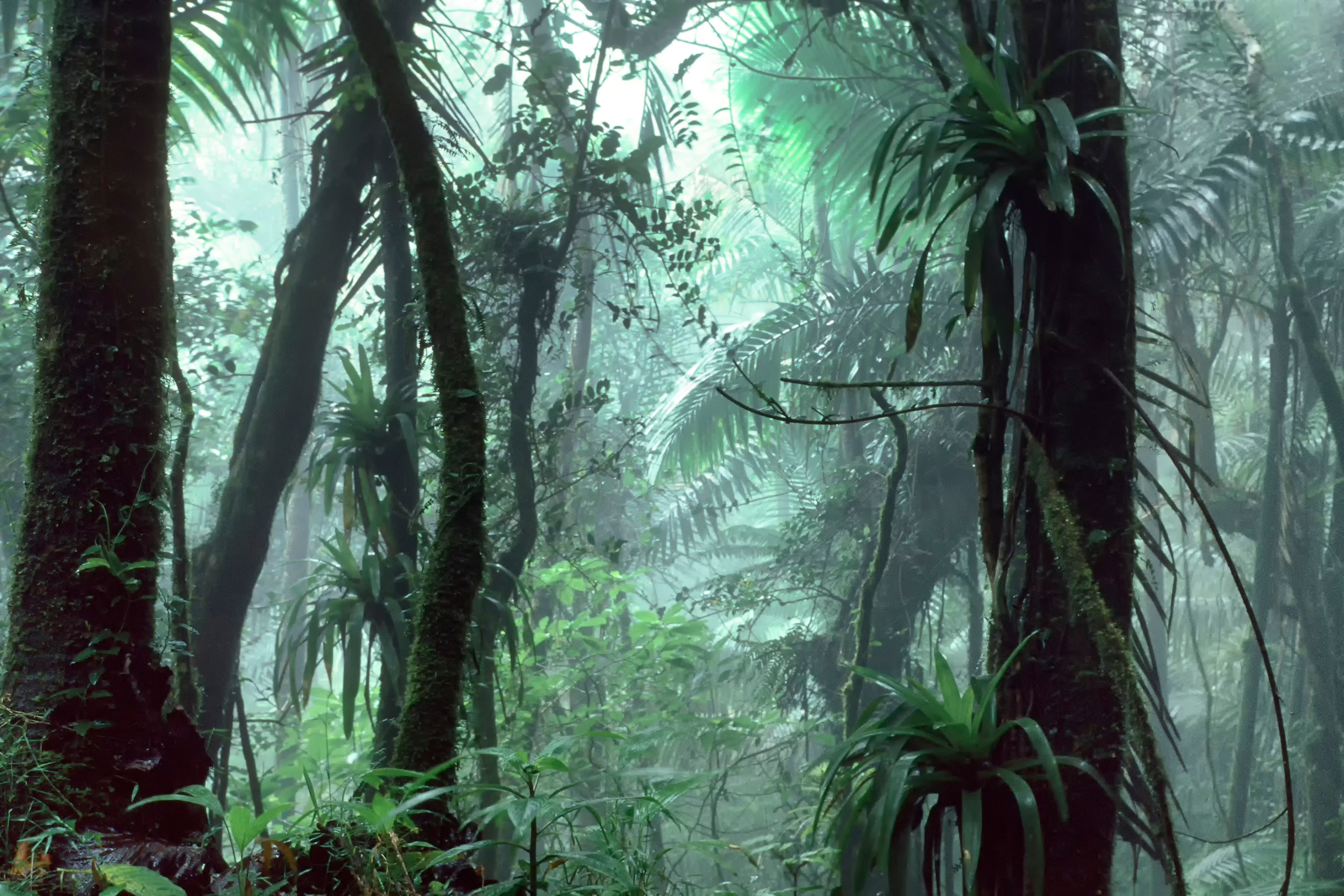 An image depicting the trail El Yunque National Forest and its surrounding area.