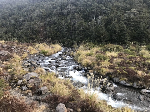 Whakapapanui Walk