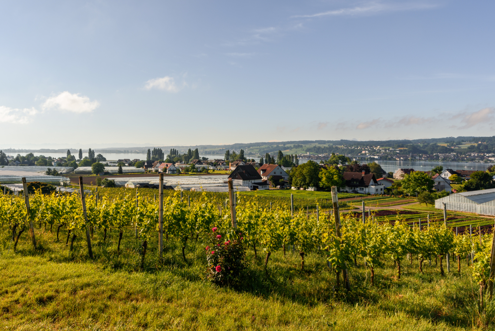 An image depicting the trail Mannenbach to Siegershausen Trail and its surrounding area.