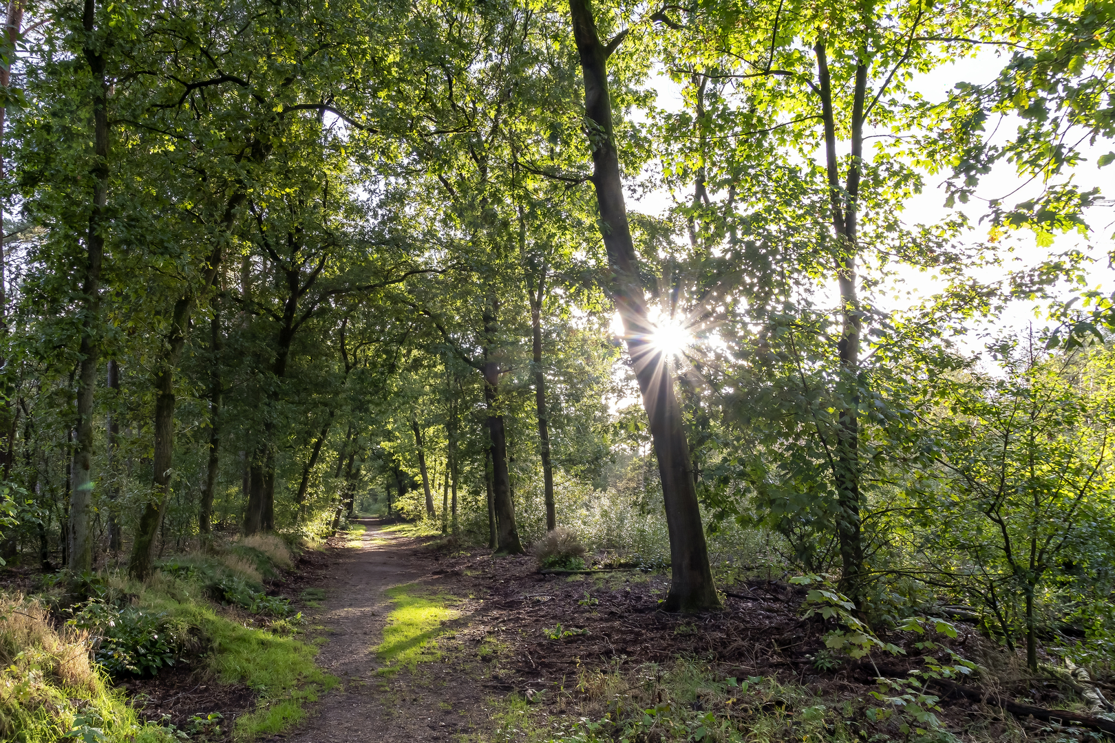 An image depicting the trail Peppelerboom Loop and its surrounding area.