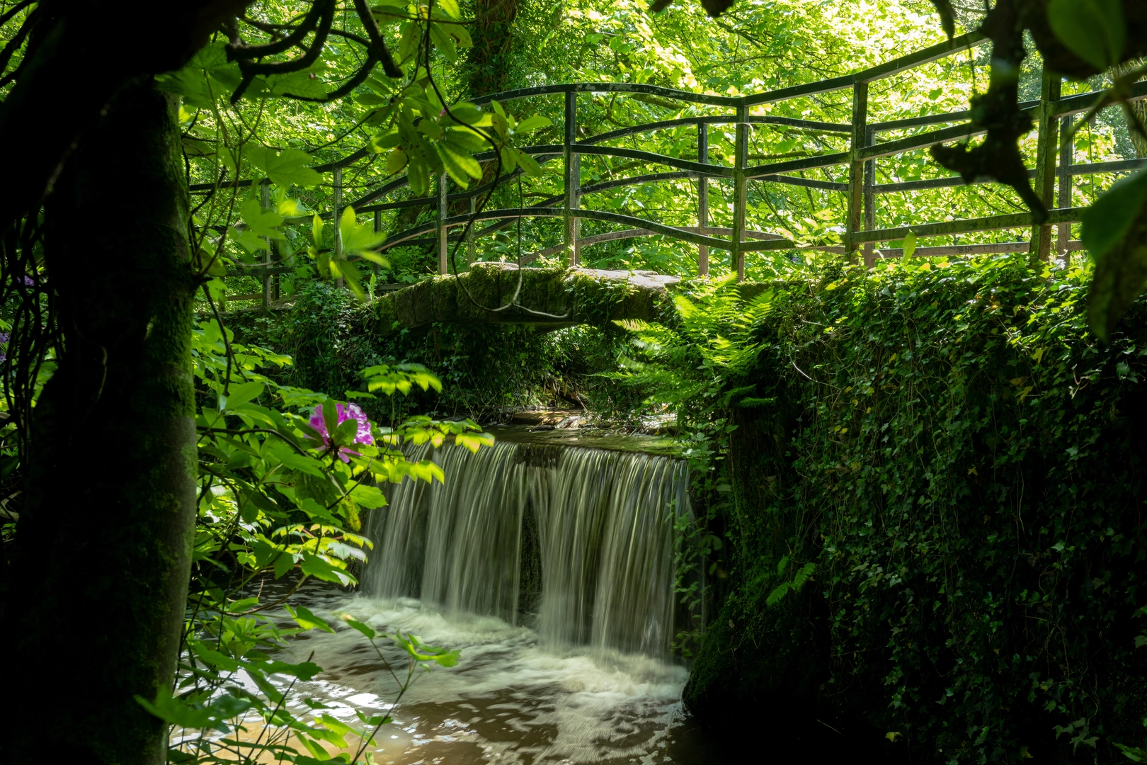 An image depicting the trail Mersey Valley Timberland Trail and its surrounding area.