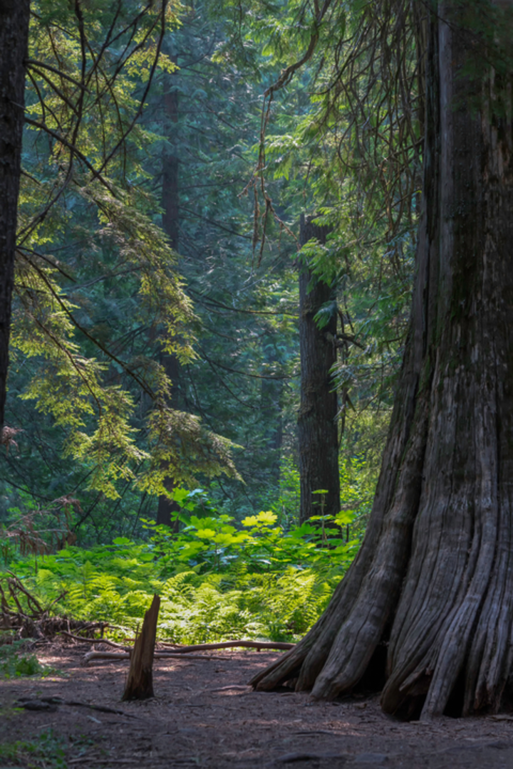 An image depicting the trail Ross Creek Trail and its surrounding area.