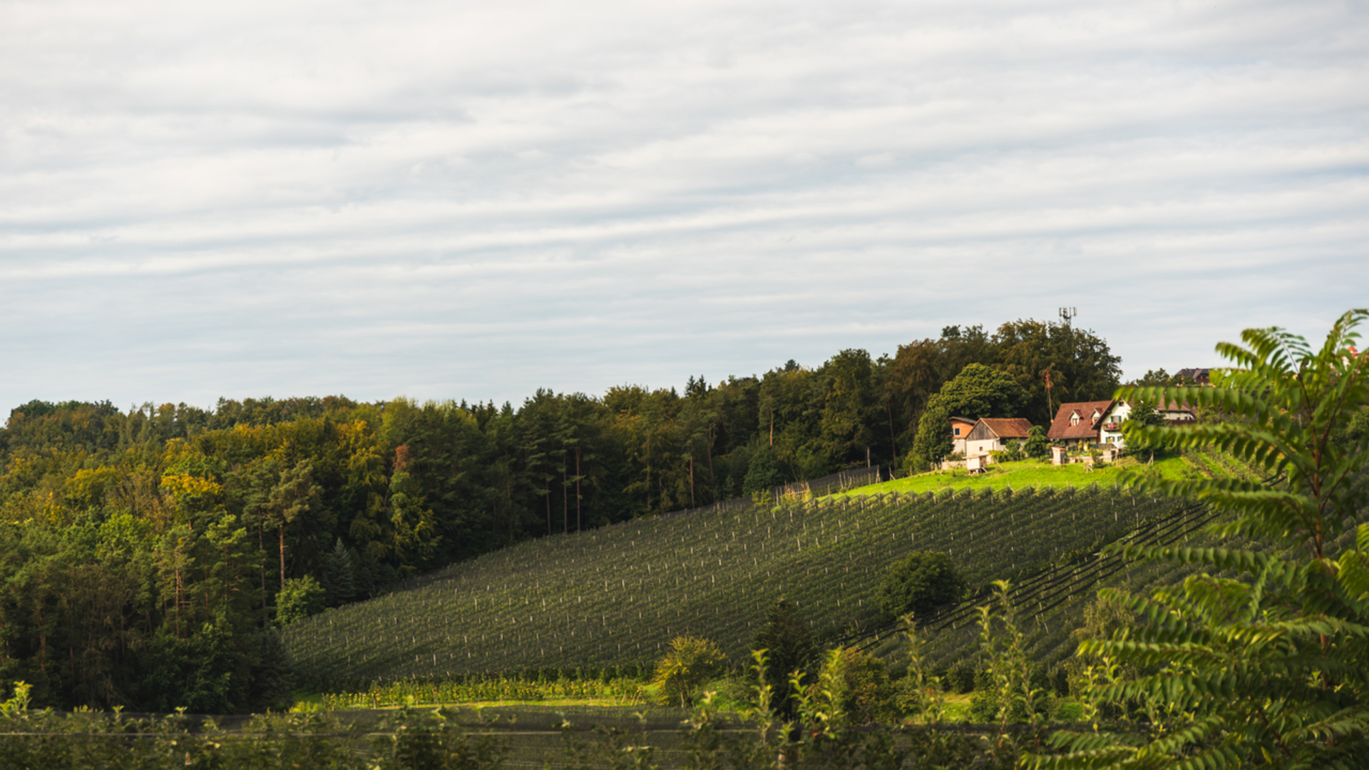 An image depicting the trail Puch to Weiz - Apple Paradise Trail and its surrounding area.
