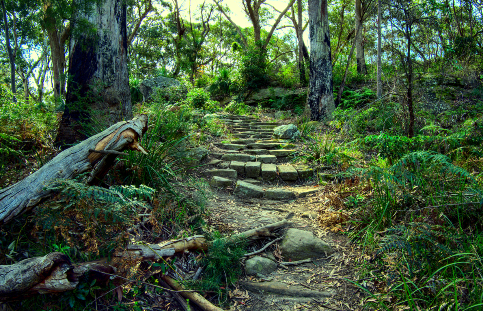 An image depicting the trail Fiddens Wharf Track and its surrounding area.