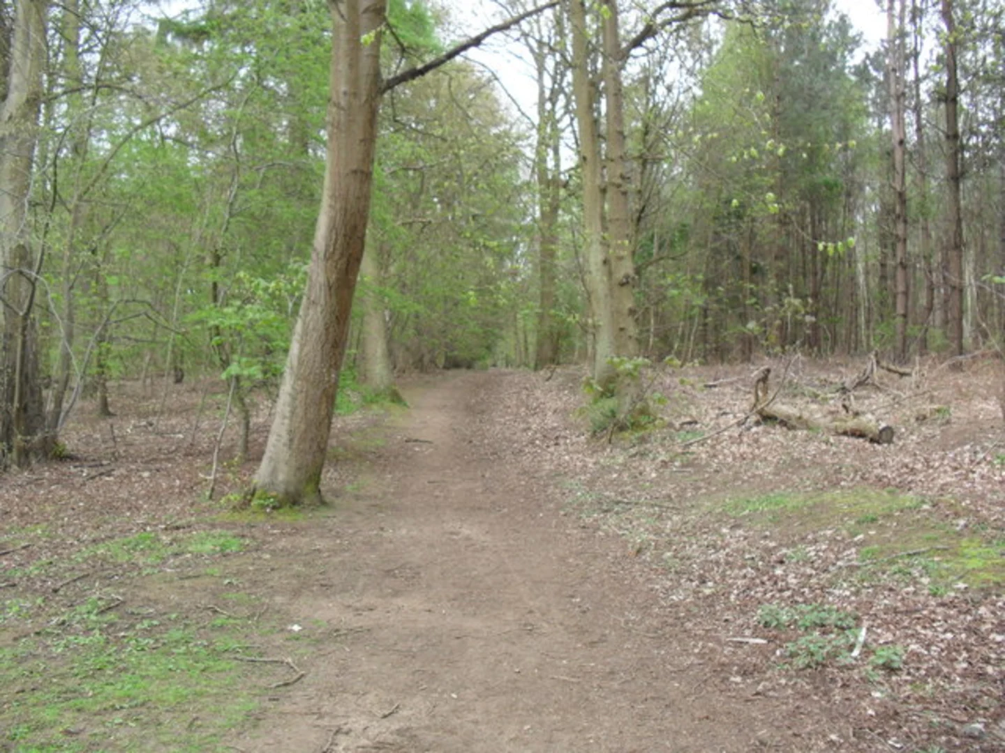 An image depicting the trail The Firs Loop and its surrounding area.
