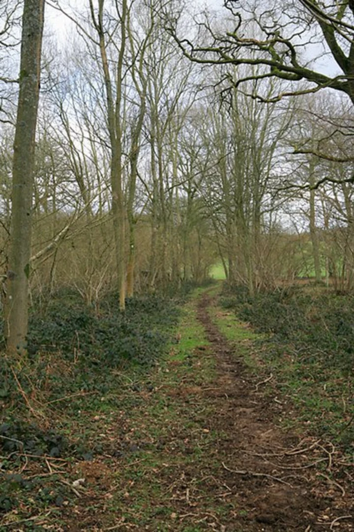 An image depicting the trail Ashley Down Plantation, Charlwood Copse and Gunners Earth Copse Loop and its surrounding area.