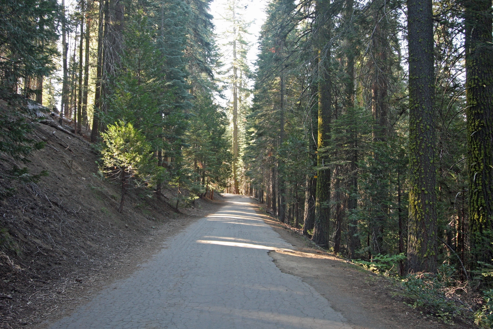 An image depicting the trail Tuolumne Grove - Old Big Oak Flat Road and its surrounding area.