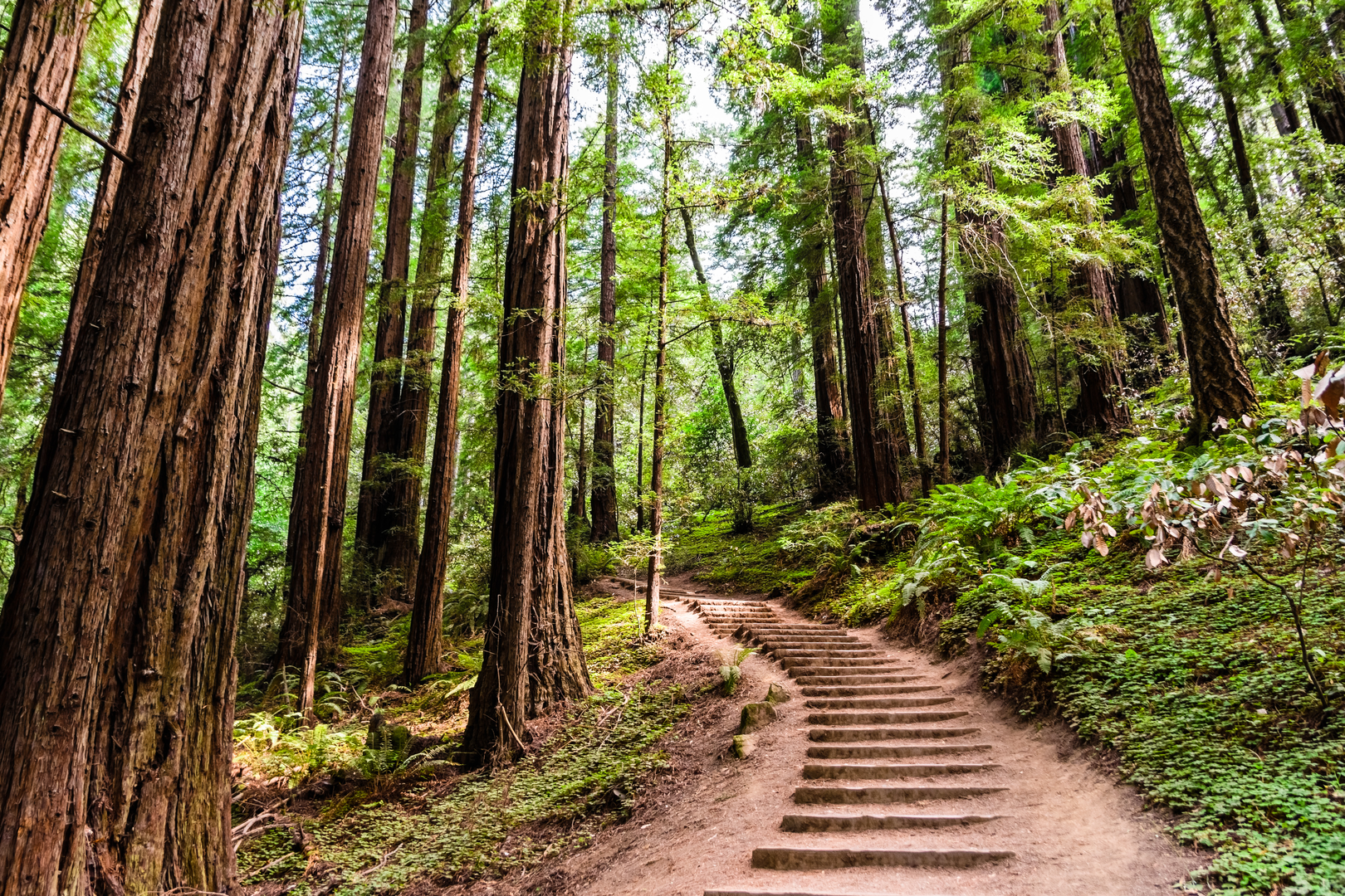 An image depicting the trail Fern Creek, Lost and Canopy Loop Trail and its surrounding area.