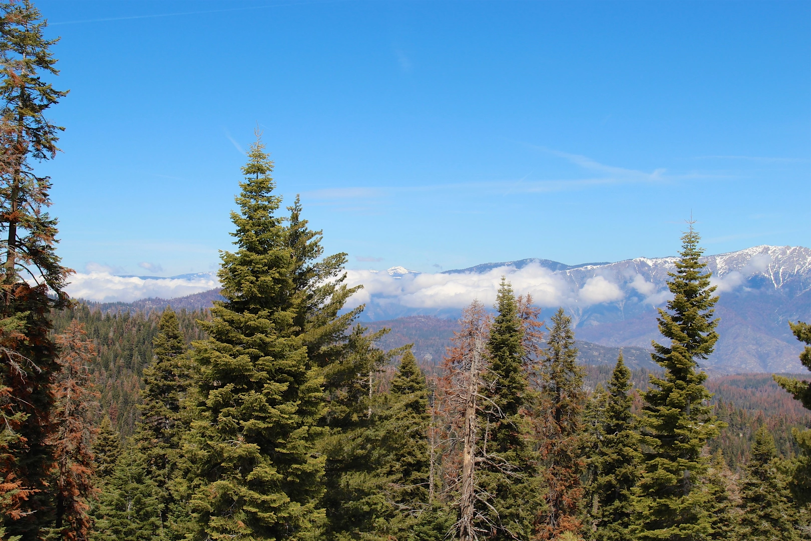 An image depicting the trail Buena Vista Trail from Generals Highway and its surrounding area.