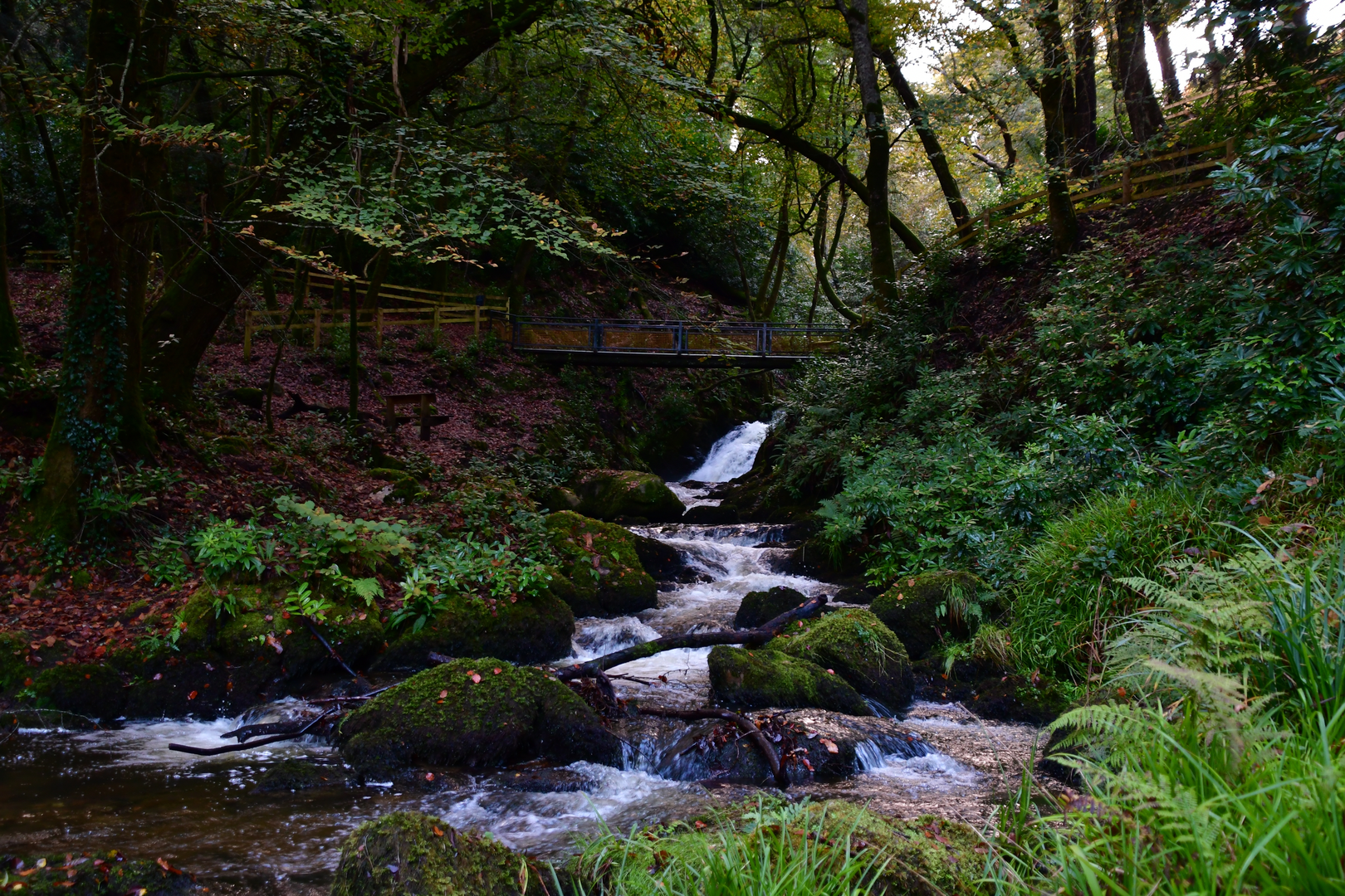 An image depicting the trail Woodstock Waterfall Loop and its surrounding area.