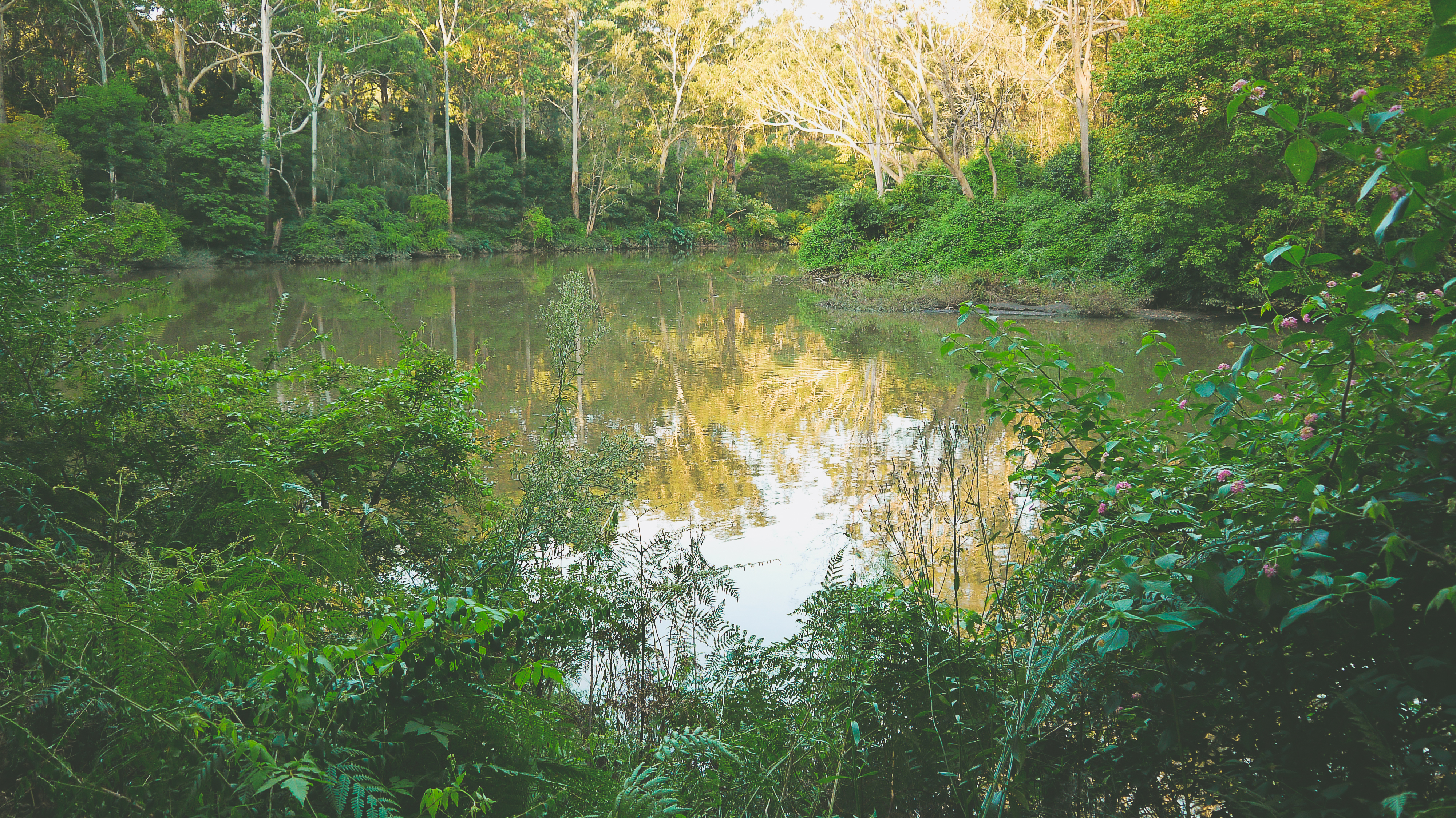 An image depicting the trail Lane Cove National Park and its surrounding area.