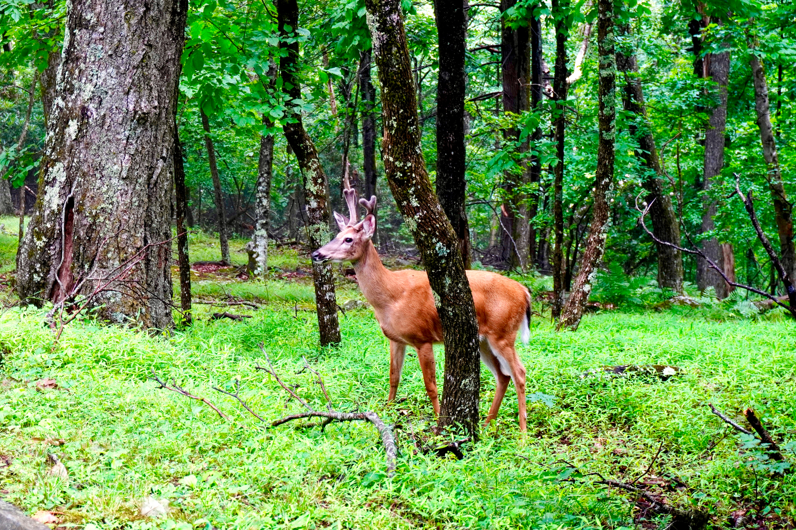 An image depicting the trail Buck Run Trail, Locust Springs Run Trail and Cold Springs Run Knot and its surrounding area.