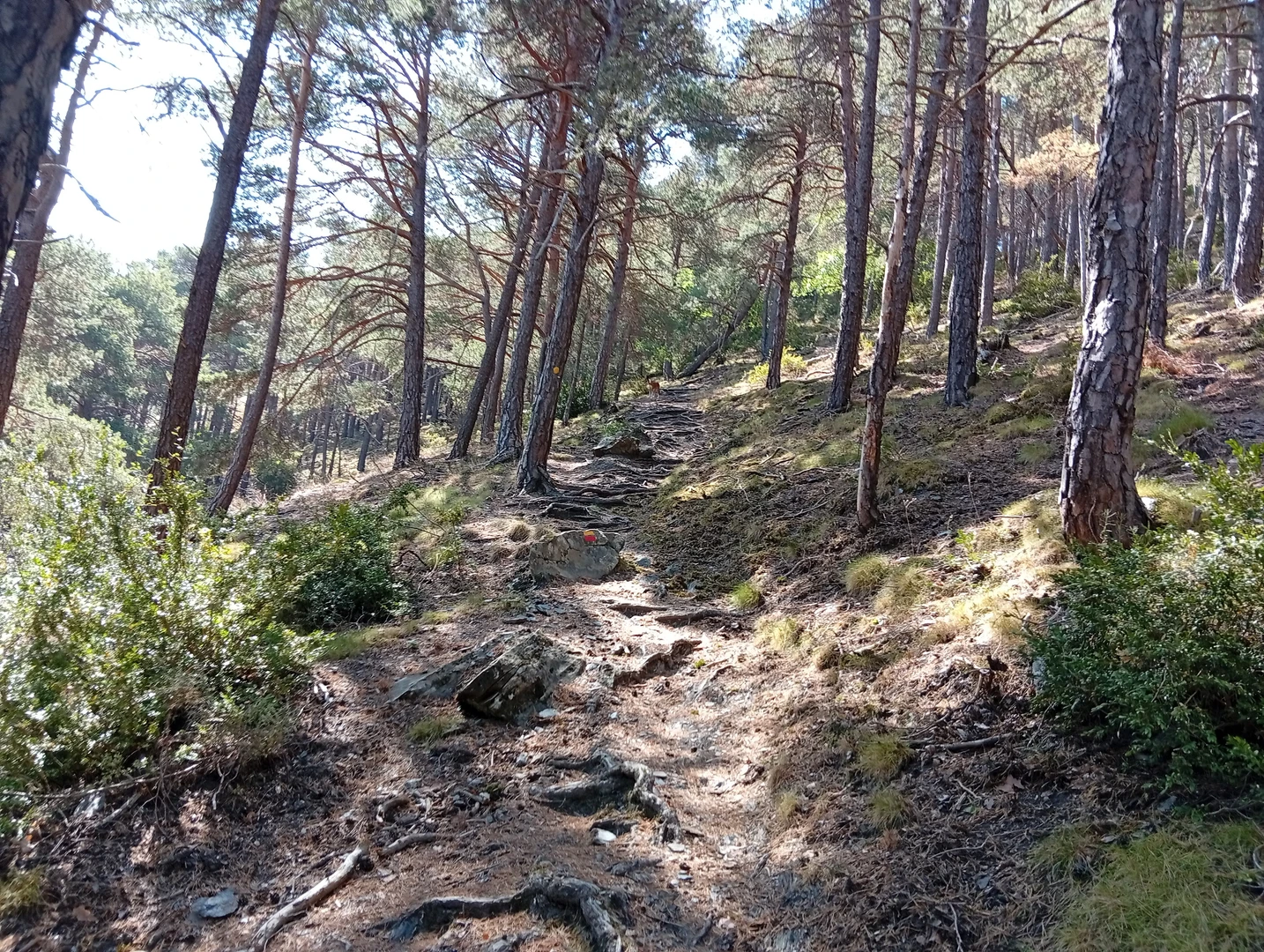 An image depicting the trail Camí de Rocafort Circular and its surrounding area.