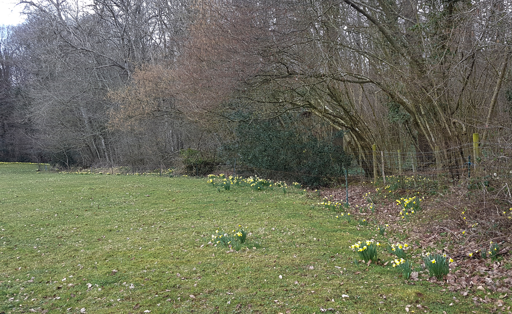 An image depicting the trail Daffodil Way and its surrounding area.